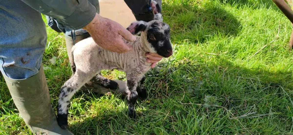 Pet lamb for sale