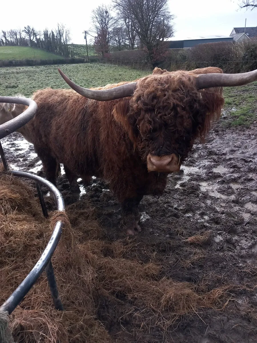 Highlander Bull