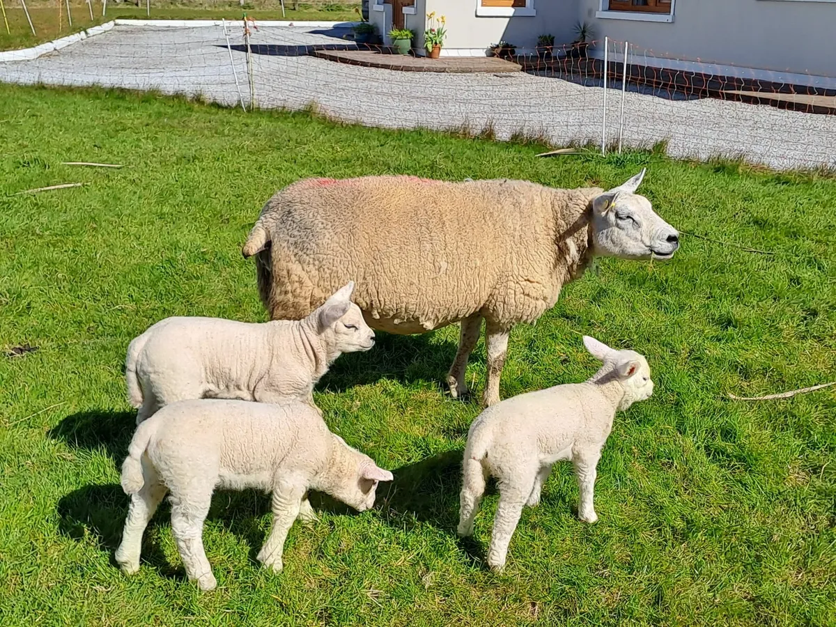 Pedigree texel ewes with lambs at foot