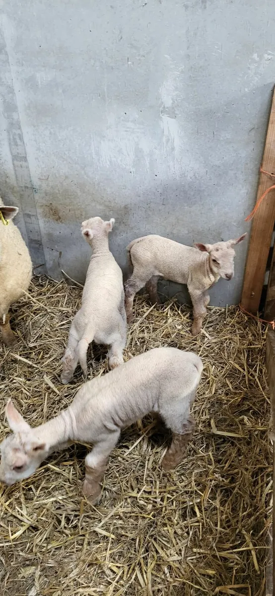 Pet/foster lambs