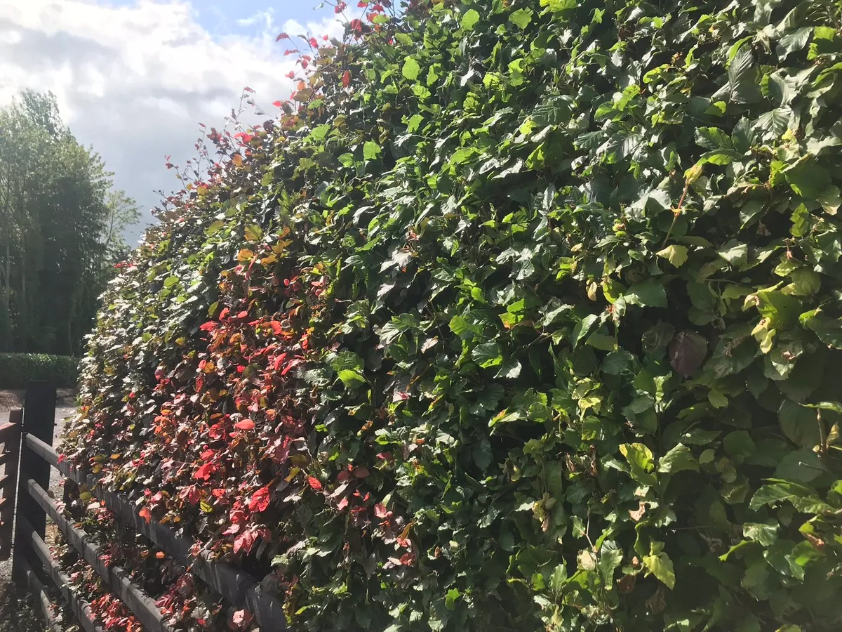 Laurel and Beech hedging - Image 1
