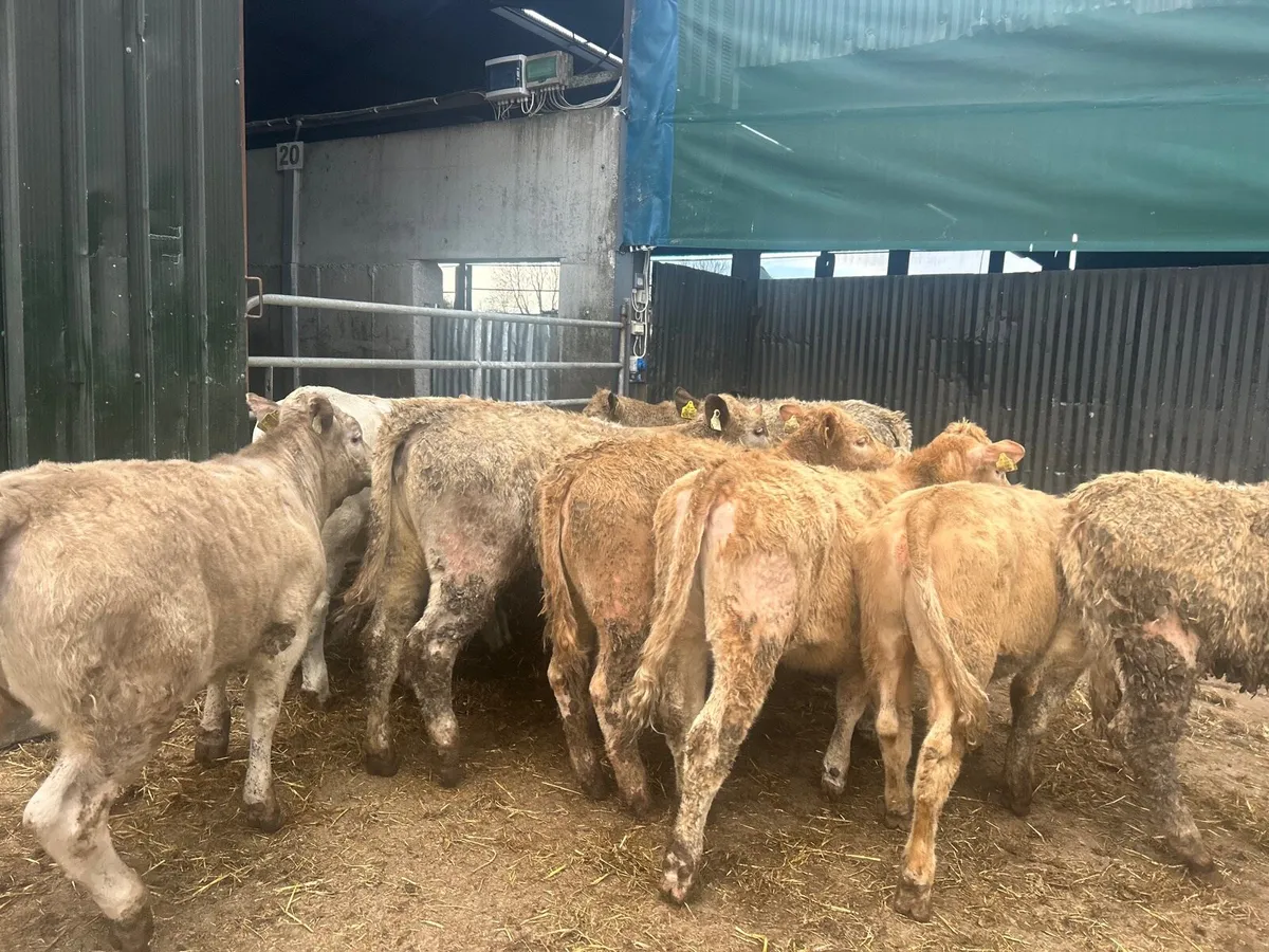 15 super  Charlaois weanling heifers