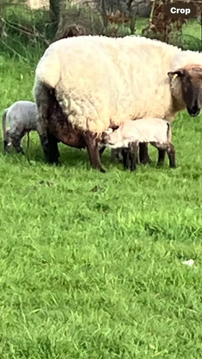 Pet lambs