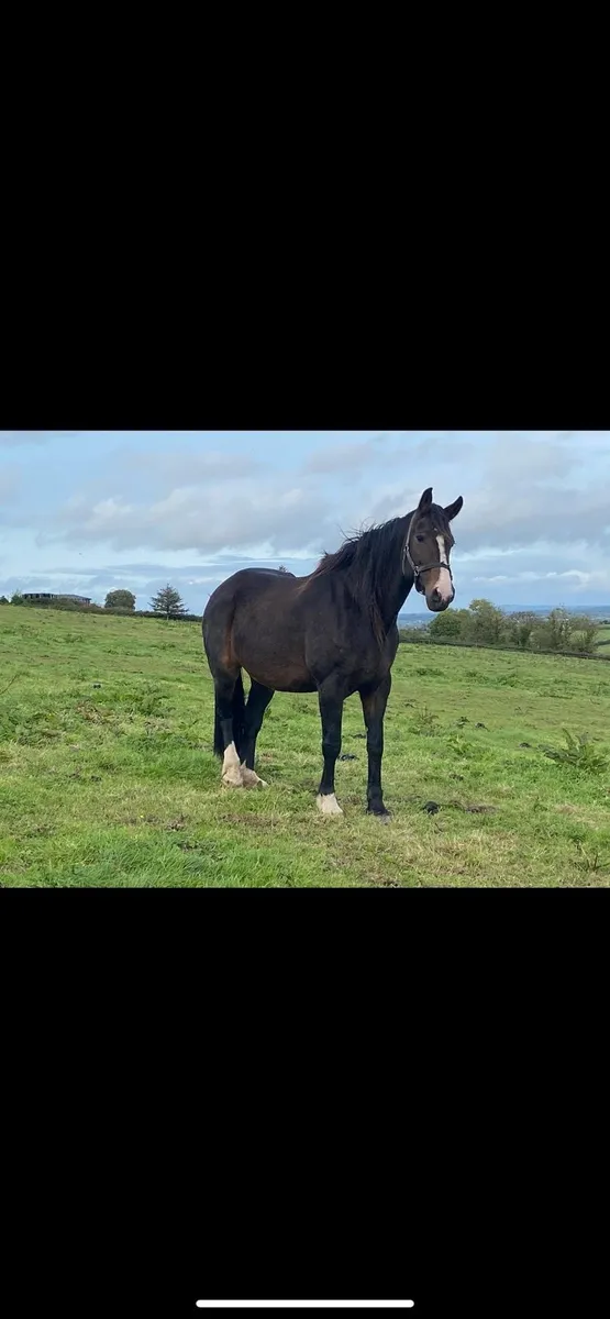 15 year old mare - Image 1