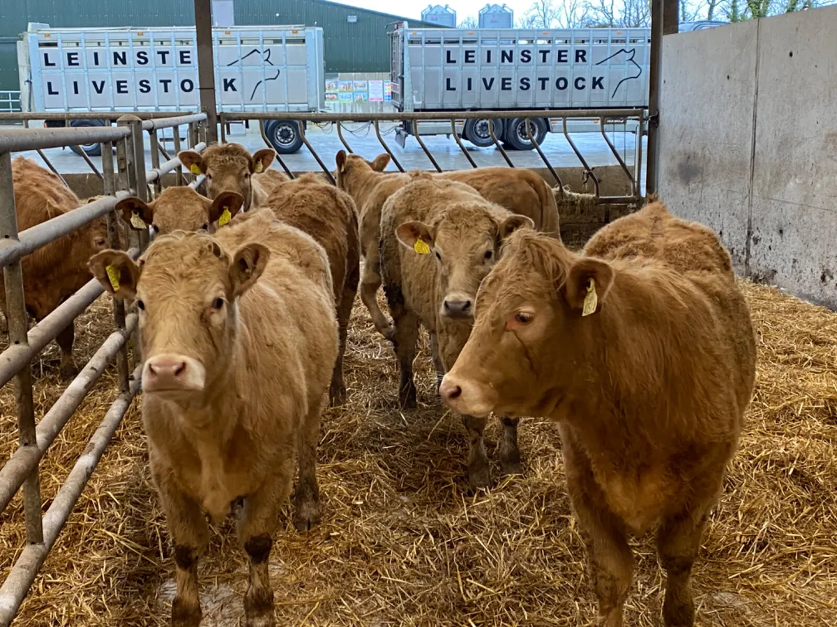 300kg Heifers - Image 2