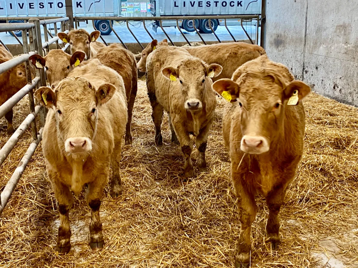 300kg Heifers - Image 1