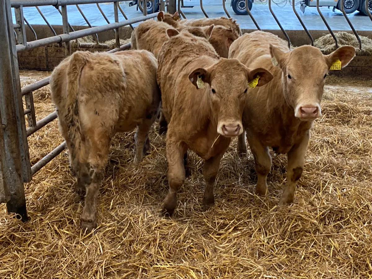 300kg Heifers - Image 3