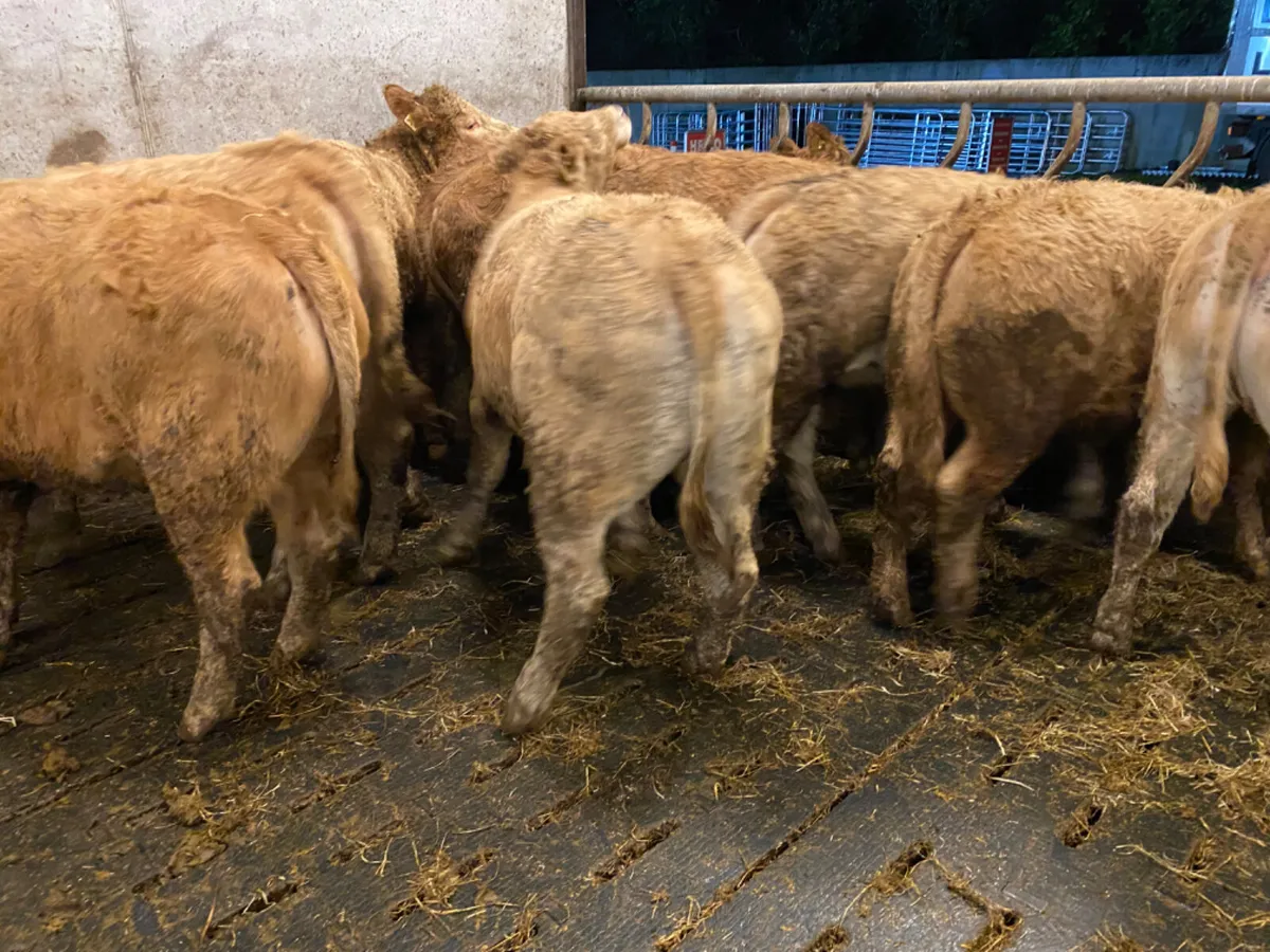 350kg Heifers - Image 4