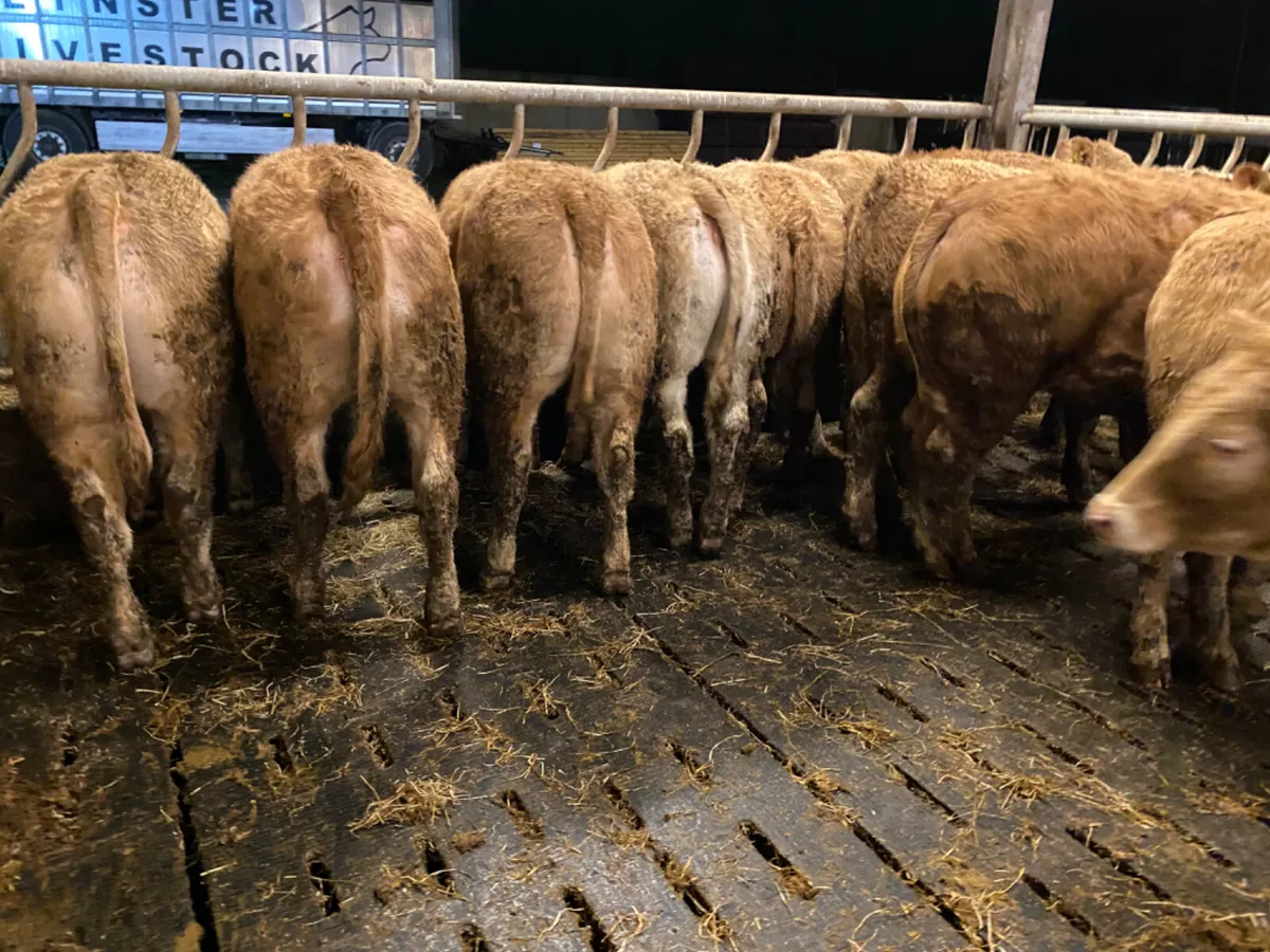 350kg Heifers - Image 2