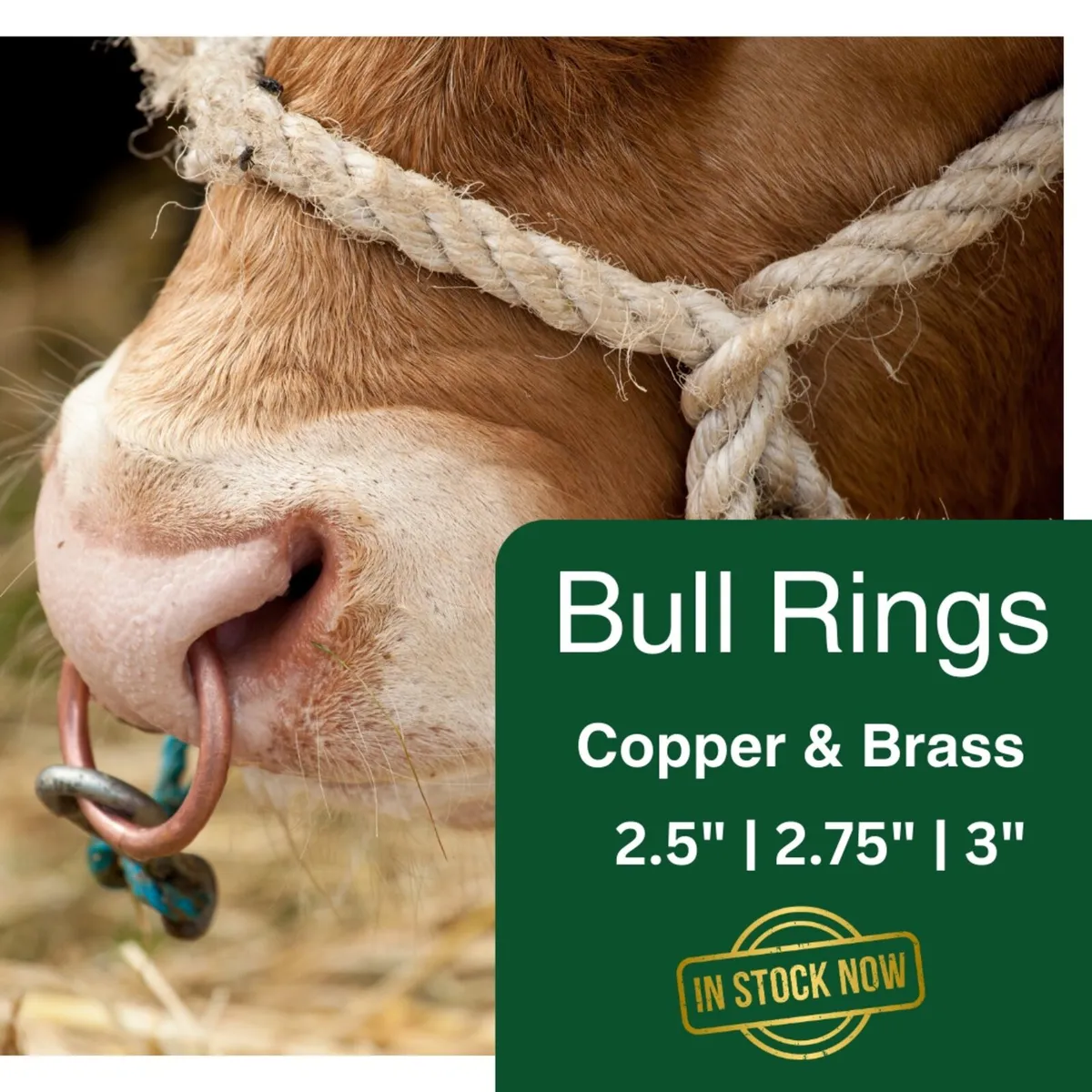 Bull Rings - Image 1