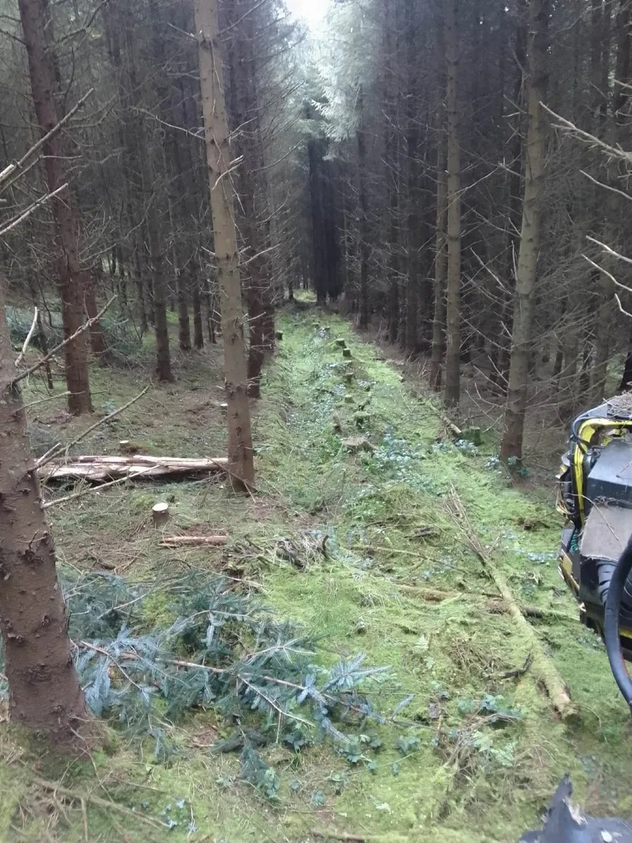 Felling & Forestry License Applications - Image 3