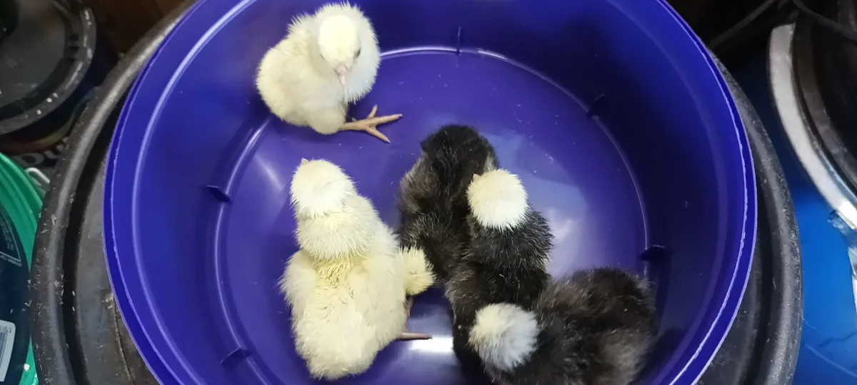Polish frizzle bantams chicks eggs - Image 1