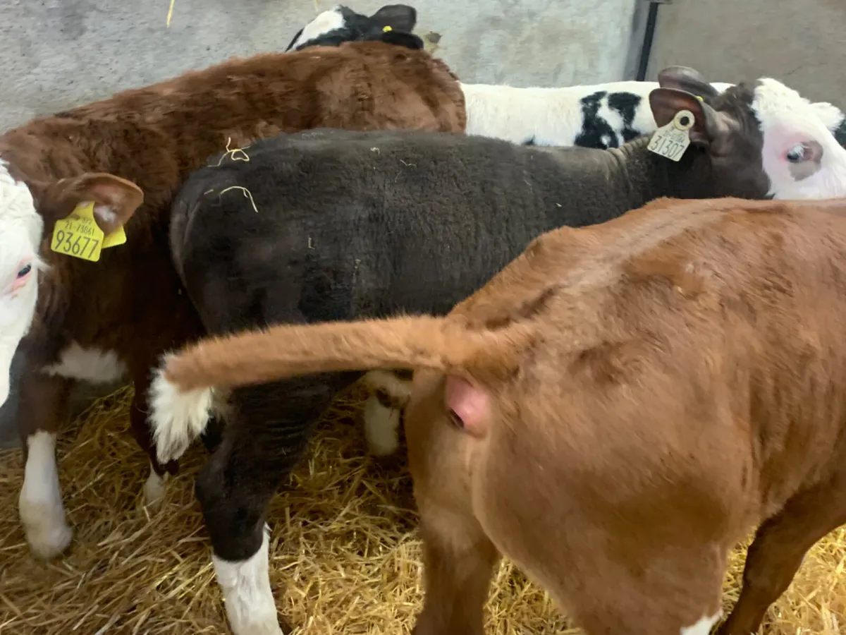 4 Quality Continental Bull Calves - Image 3