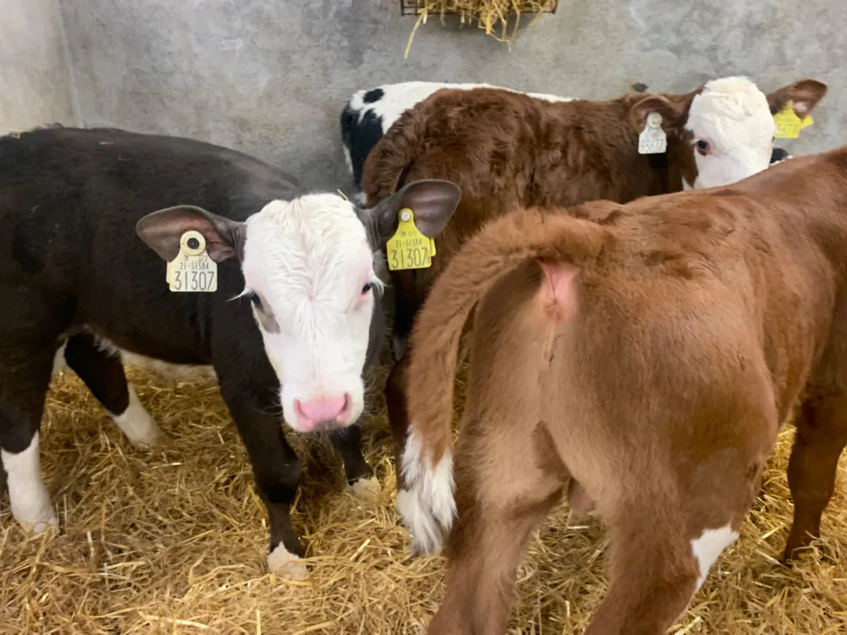 4 Quality Continental Bull Calves - Image 1