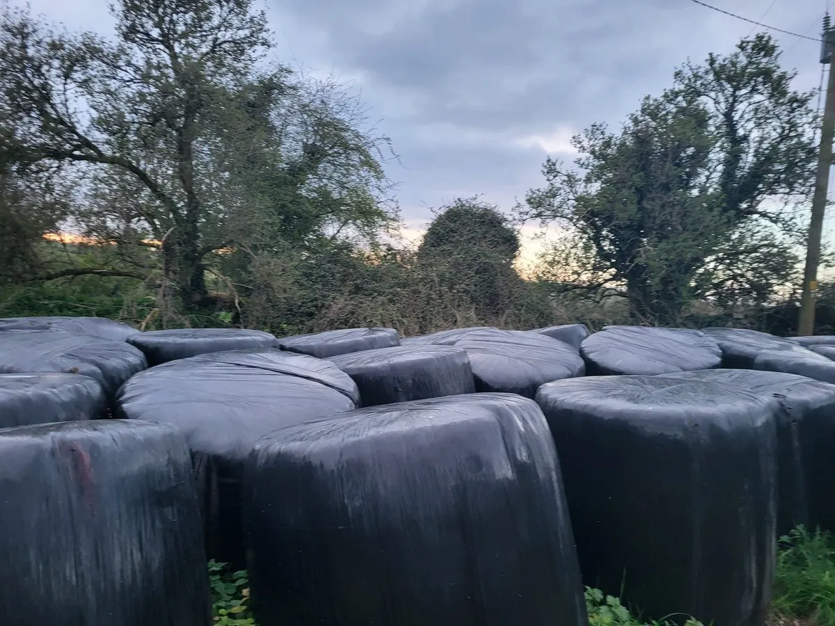 Round Silage Bales for Sales