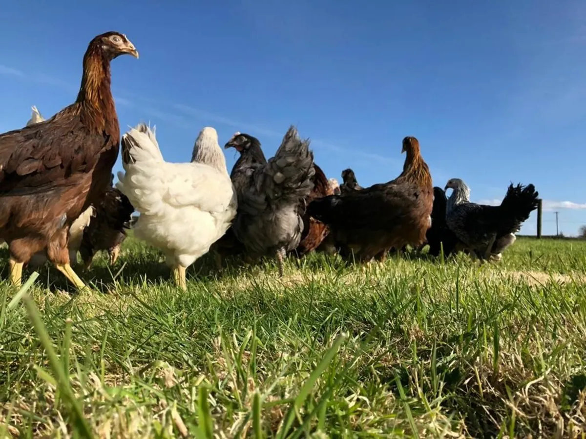 Poultry for Sale- Wicklow delivery - Image 4
