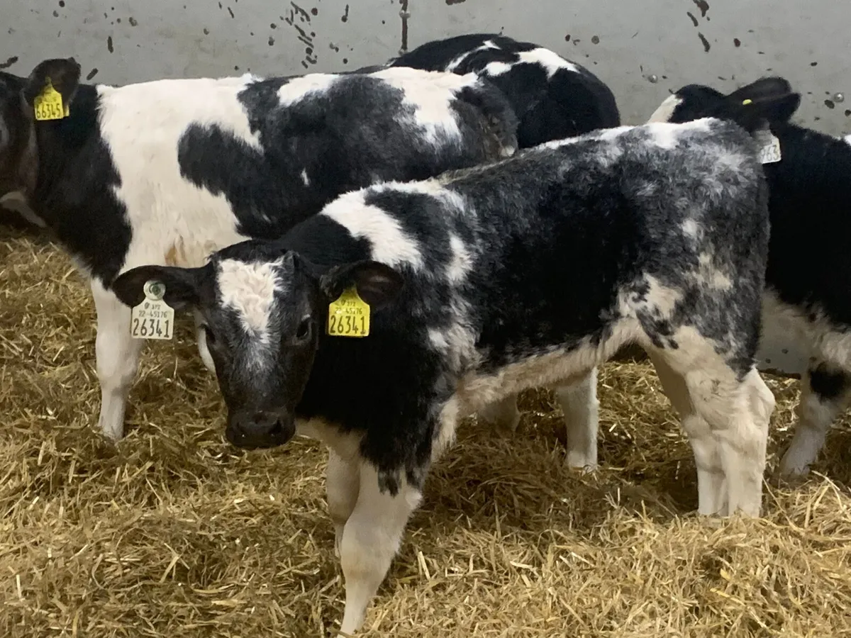 Super BB Heifer Calves for sale in Co. Galway for €0 on DoneDeal