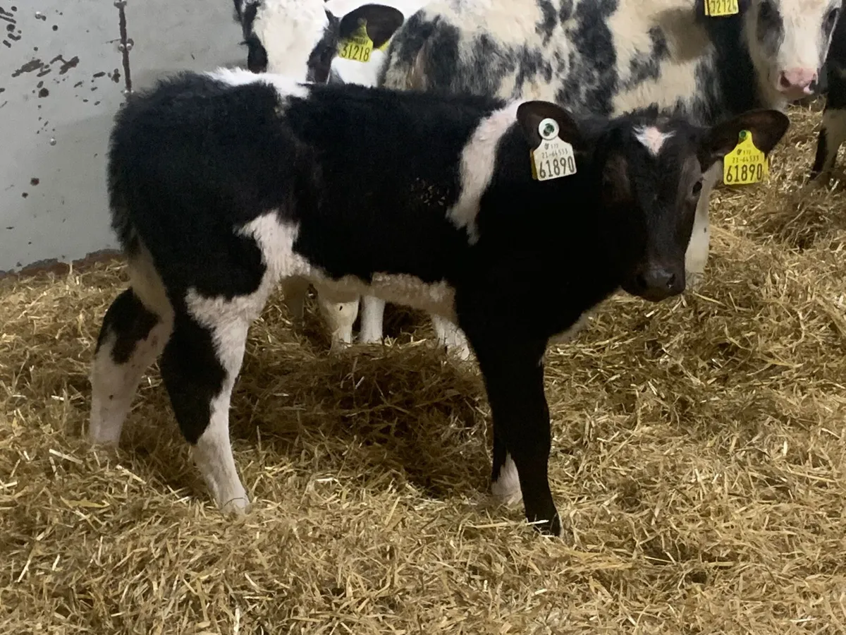 Super BB Heifer Calves for sale in Co. Galway for €0 on DoneDeal
