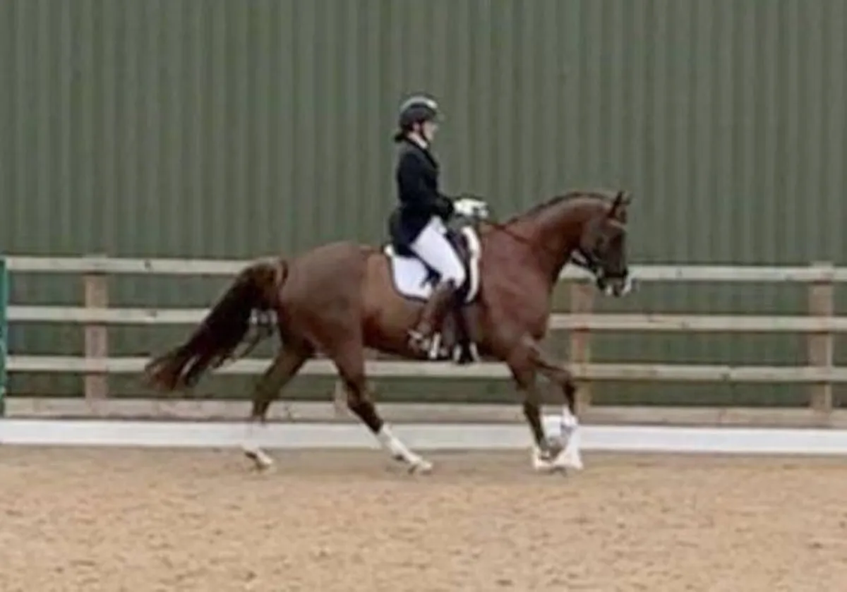 Warmblood gelding, horse for hobby riders - Image 1