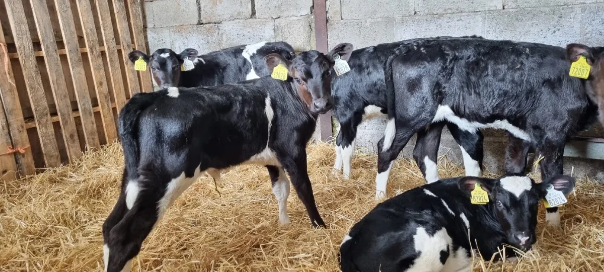 12 British Fresian Heifer Calves