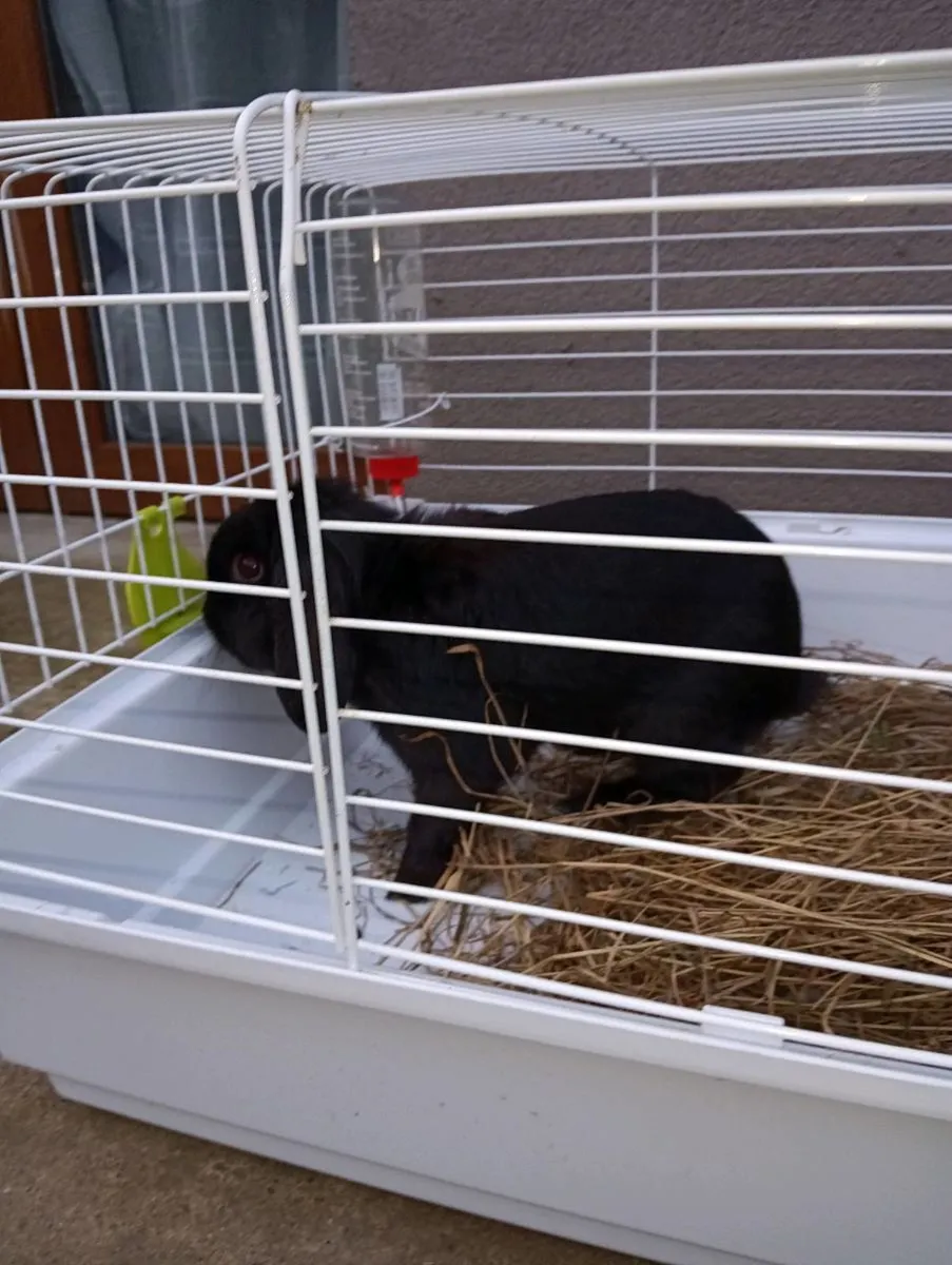 Rabbit for sale in Co. Cork for €0 on DoneDeal