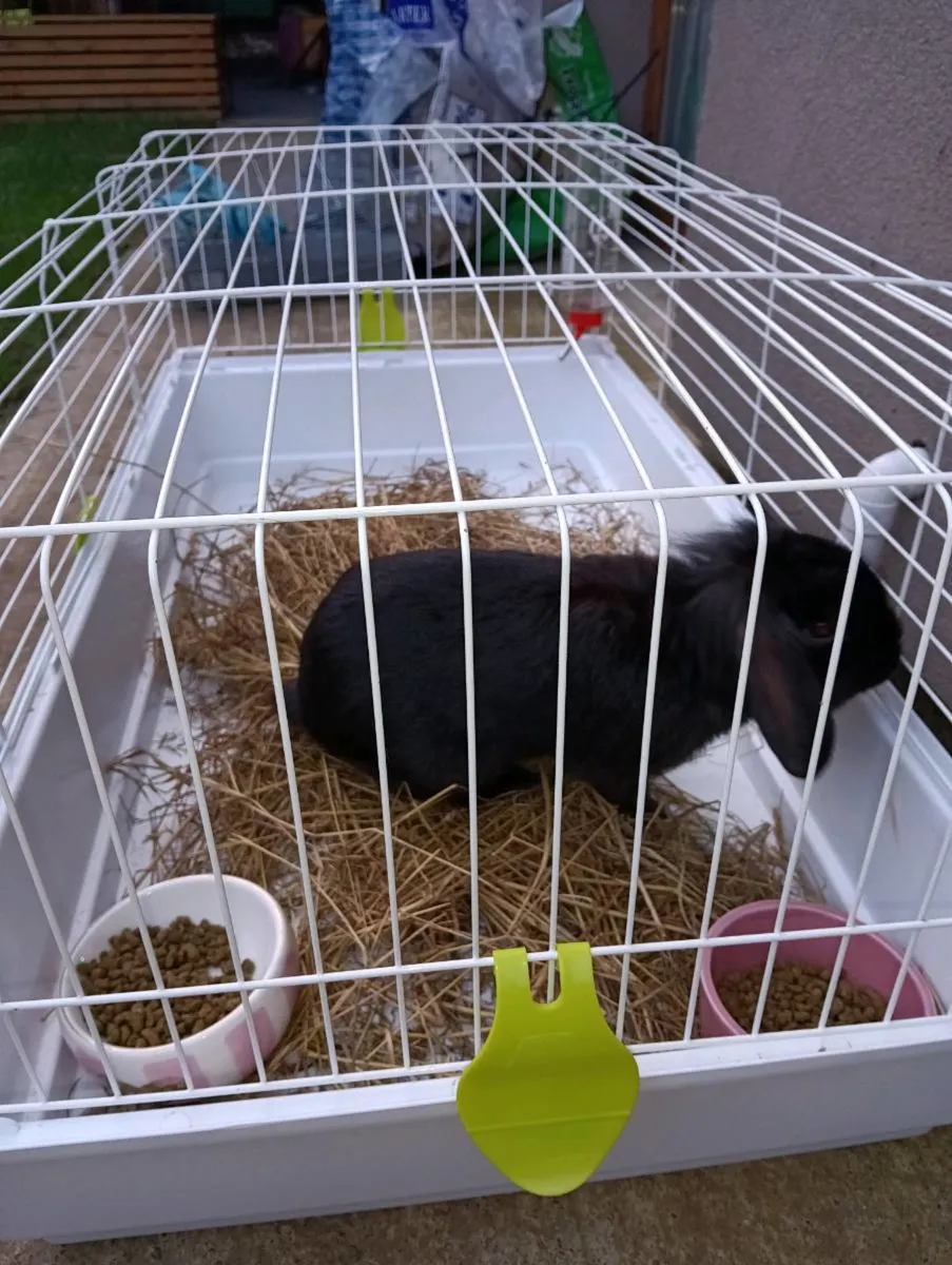 Rabbit for sale in Co. Cork for €0 on DoneDeal