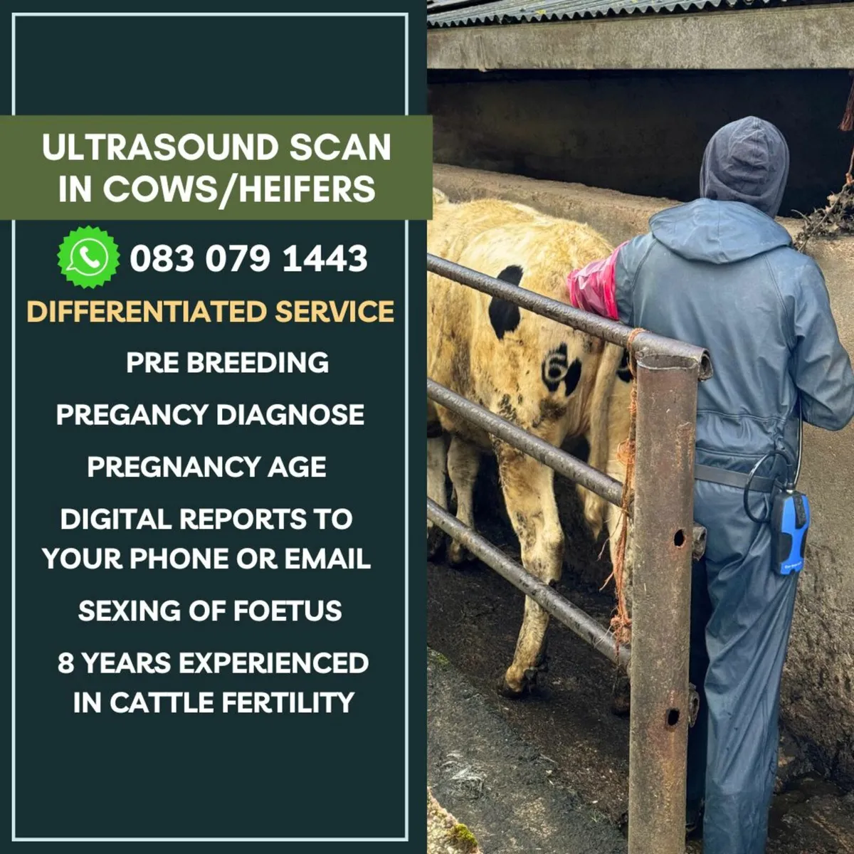 Cow Heifer Cattle Scan Scanning