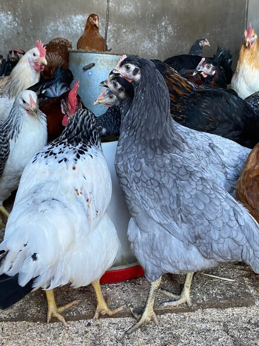 Female pol pullets hens and game bantams for sale