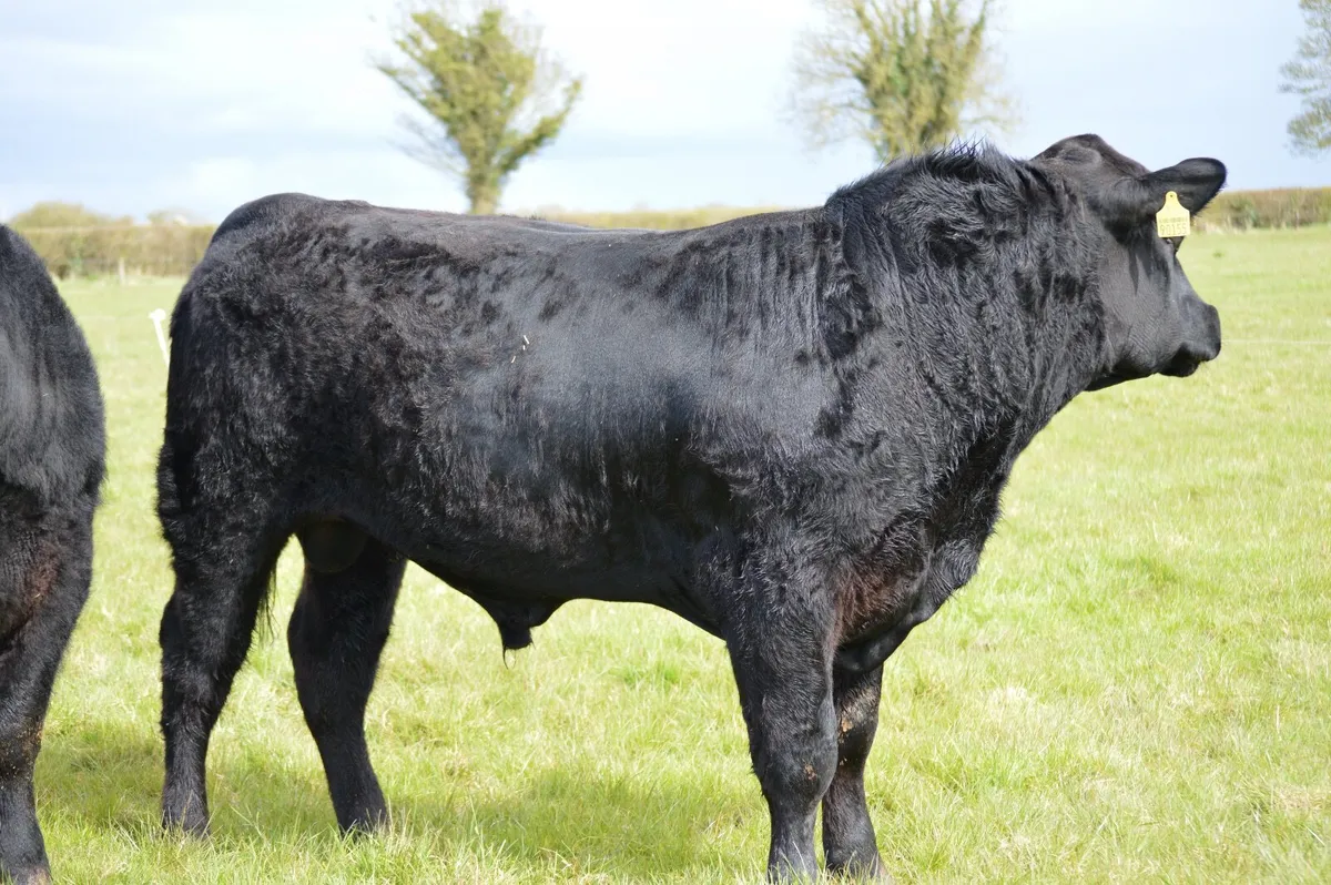 Premium Angus Bulls - Image 2