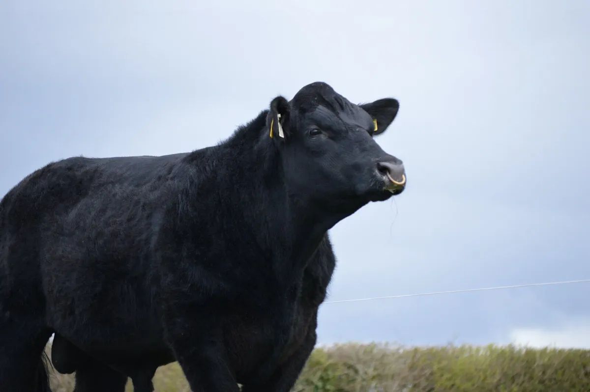 Premium Angus Bulls - Image 3