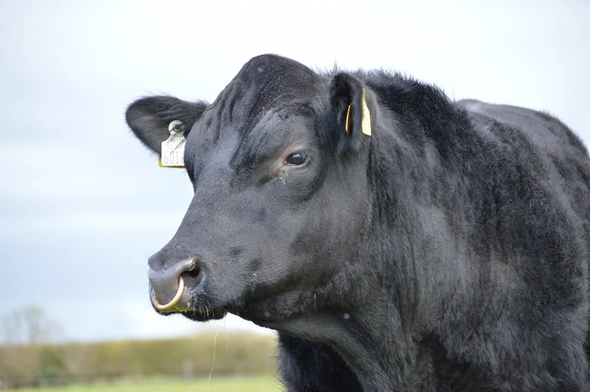 Premium Angus Bulls - Image 1