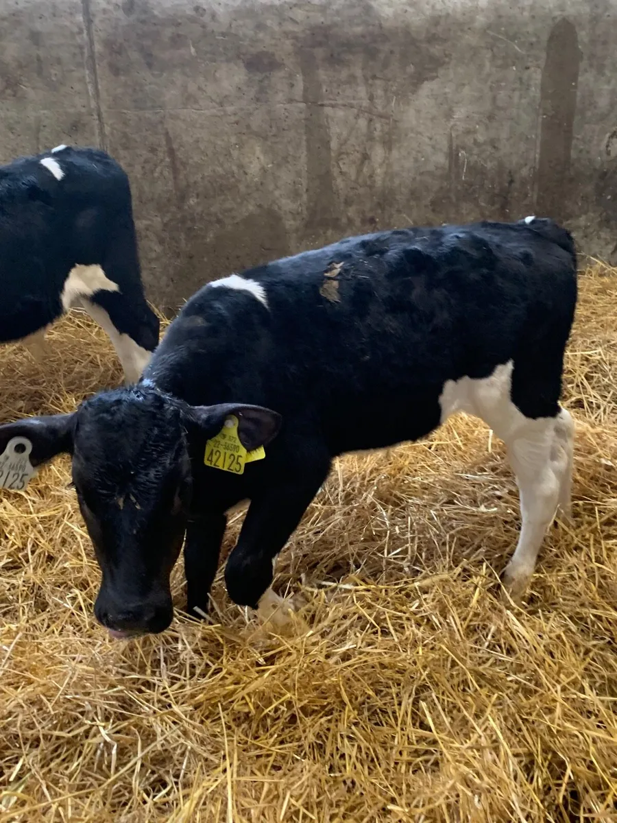Reared Friesian bull calves for sale in Co. Offaly for €0 on DoneDeal