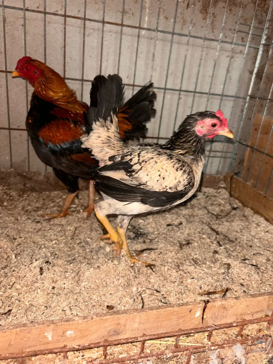 Female laying pullets and bantam pekins for sale - Image 1