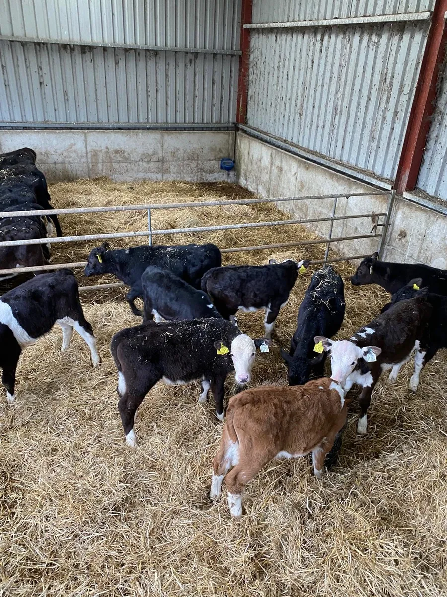 Angus & Hereford Calves For Sale for sale in Co. Cork for €250 on DoneDeal