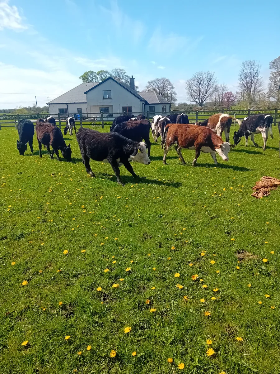 Weanling heifers - Image 3