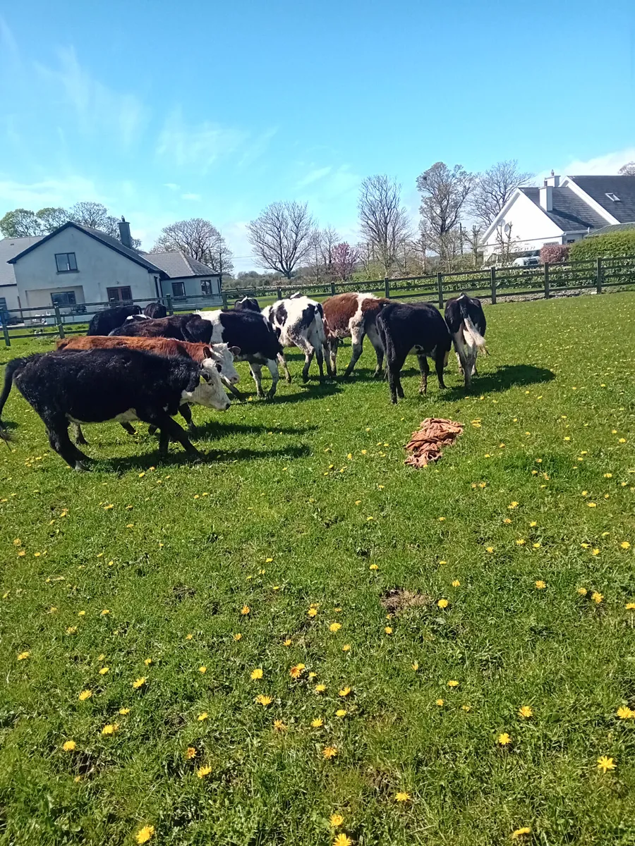 Weanling heifers - Image 4