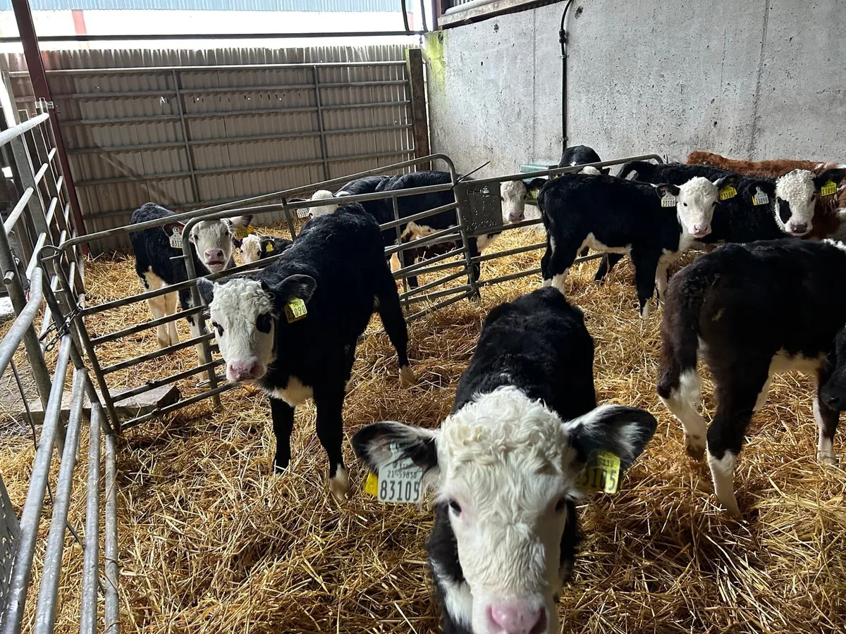 Hereford Heifer Calves for Sale for sale in Co. Cavan for €0 on DoneDeal