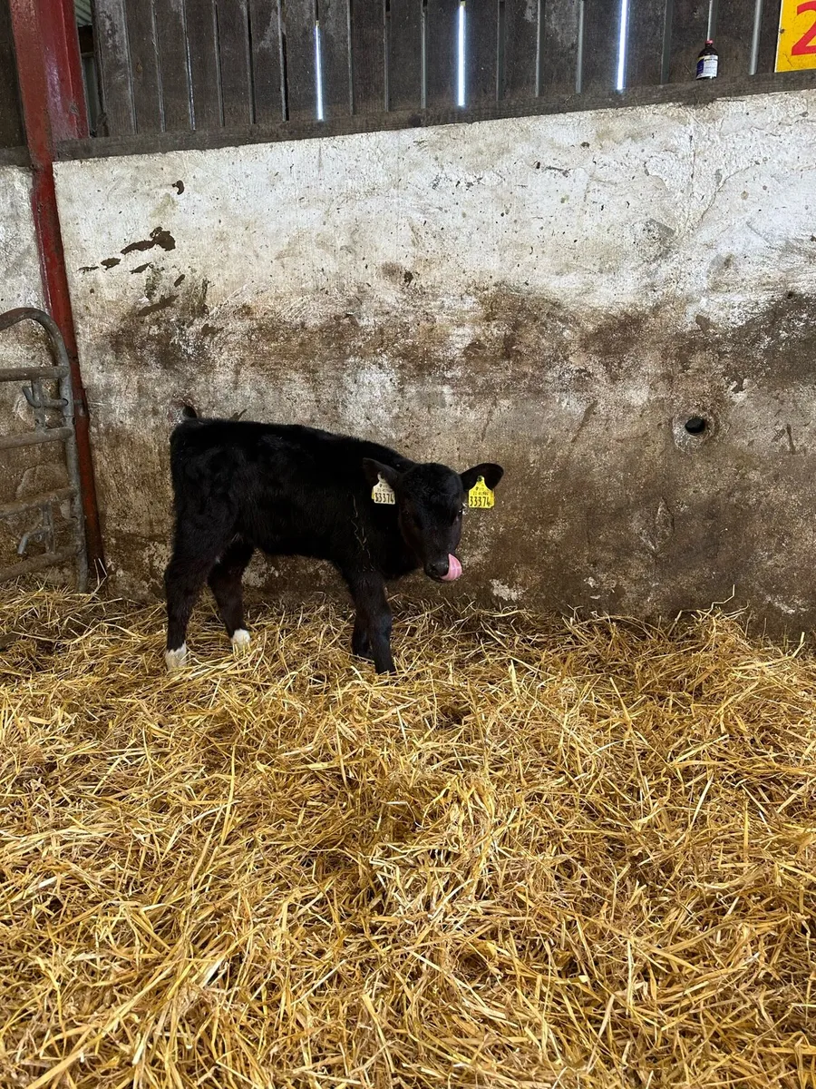 5 Angus heifer calves for sale in Co. Donegal for €110 on DoneDeal