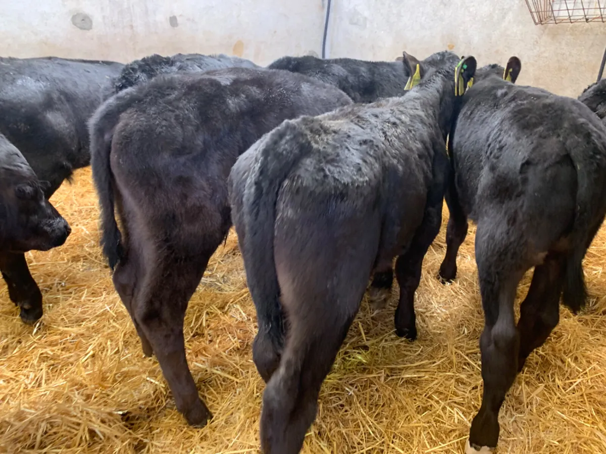 ⭐️ 10 Top Quality AA Bull Calves ⭐️ - Image 2