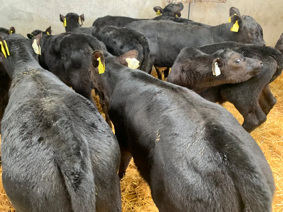 ⭐️ 10 Top Quality AA Bull Calves ⭐️ - Image 4