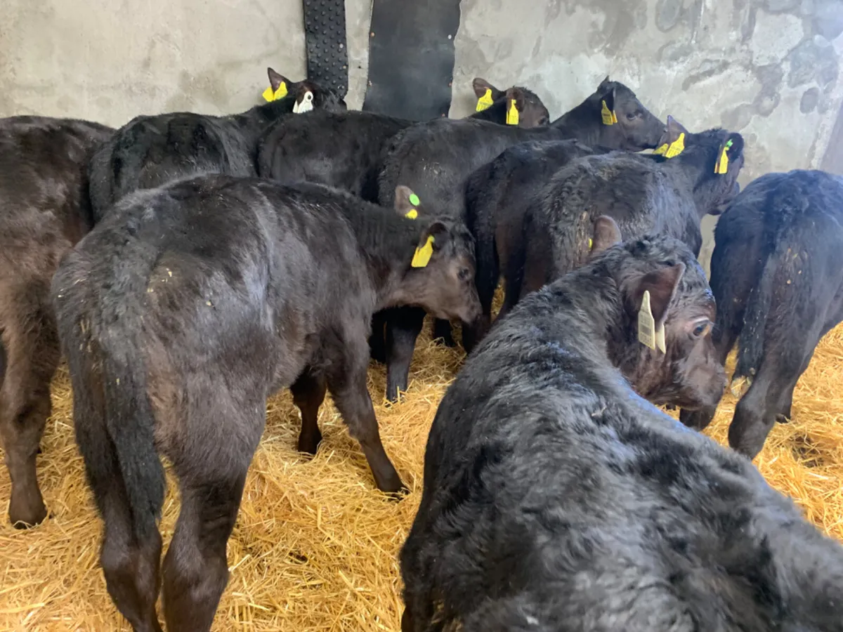 ⭐️ 10 Top Quality AA Bull Calves ⭐️ - Image 3