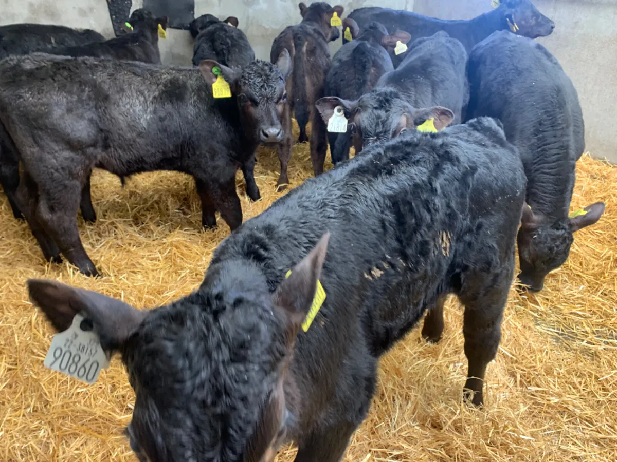 ⭐️ 10 Top Quality AA Bull Calves ⭐️