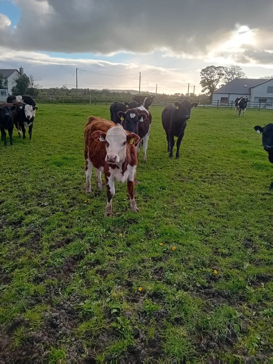 Yearling heifers