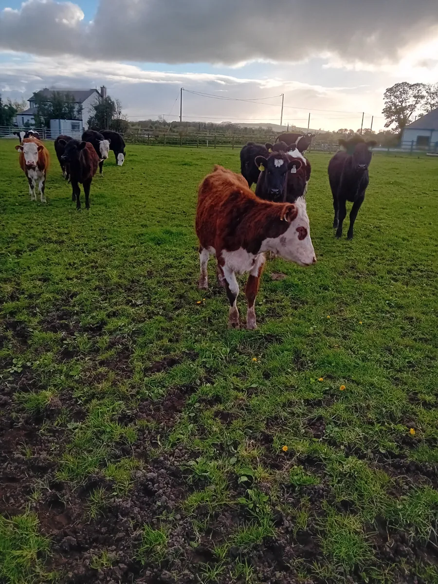 Yearling heifers - Image 3