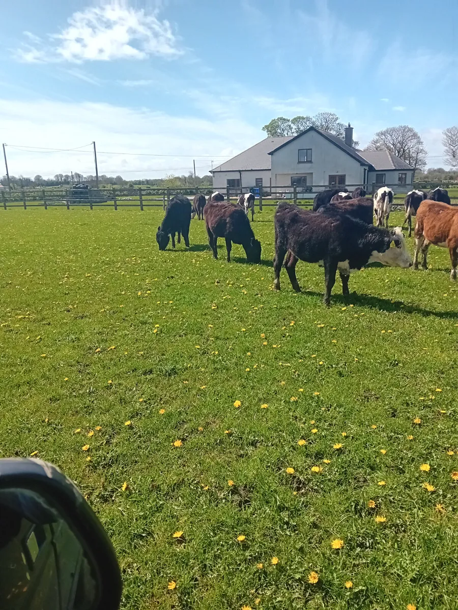 Yearling heifers - Image 4