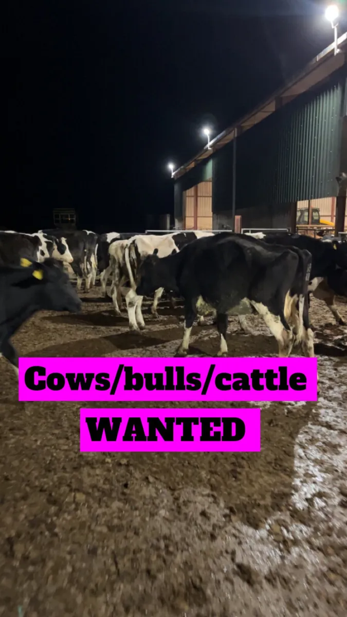 WANTED- all cull & problematic cattle