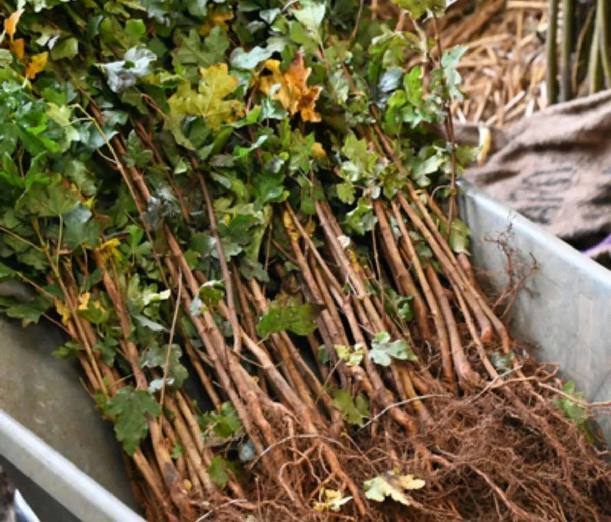 Bare Root Hedging