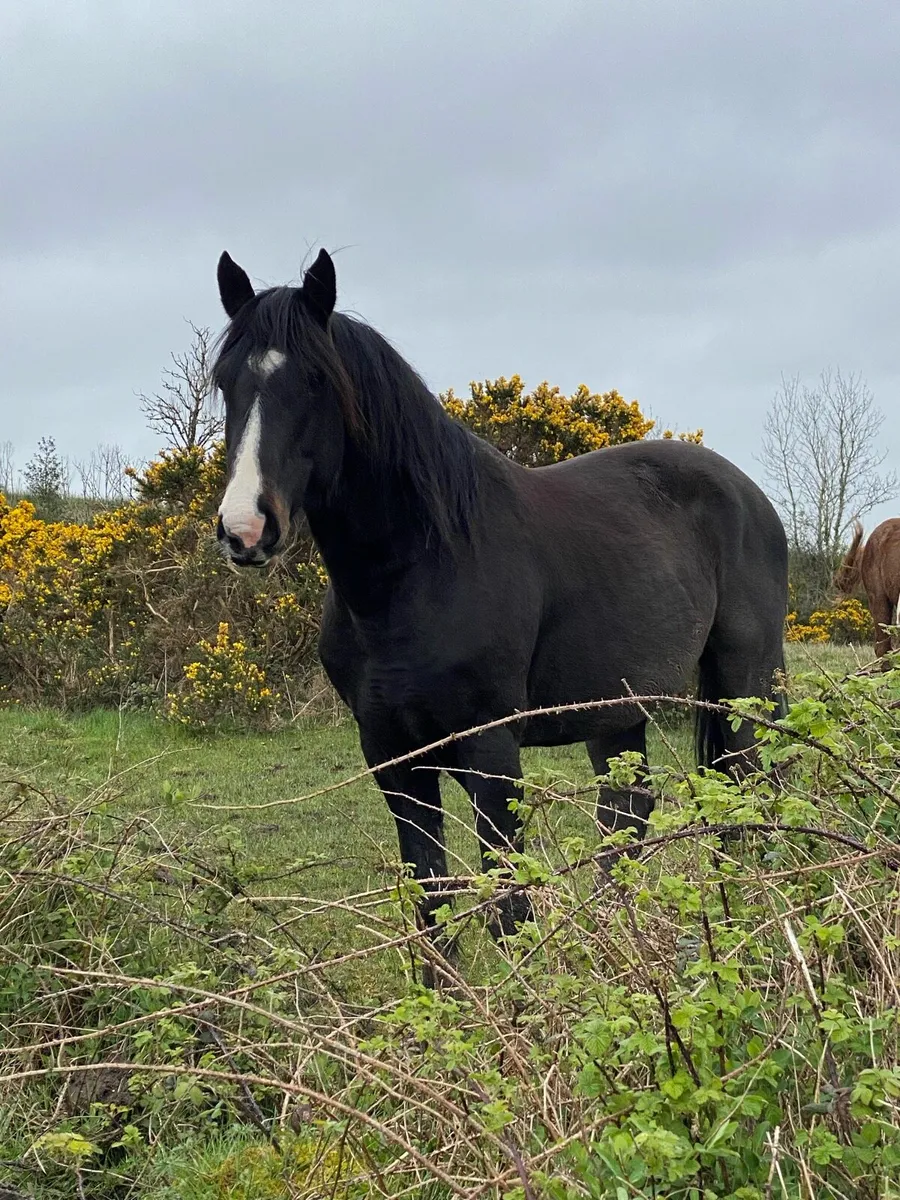 Irish Draught horse for sale for sale in Co. Leitrim for €1,000 on DoneDeal