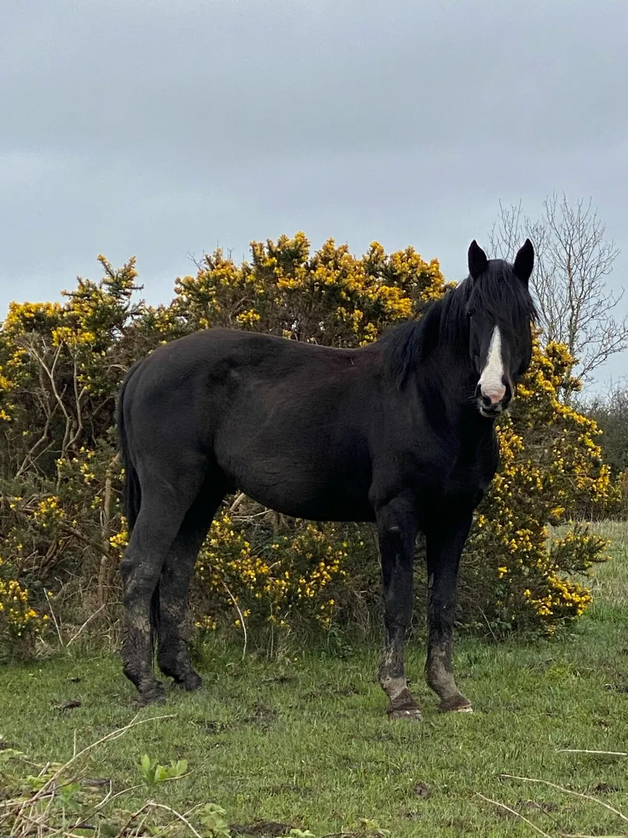 Irish Draught horse for sale for sale in Co. Leitrim for €1,000 on DoneDeal