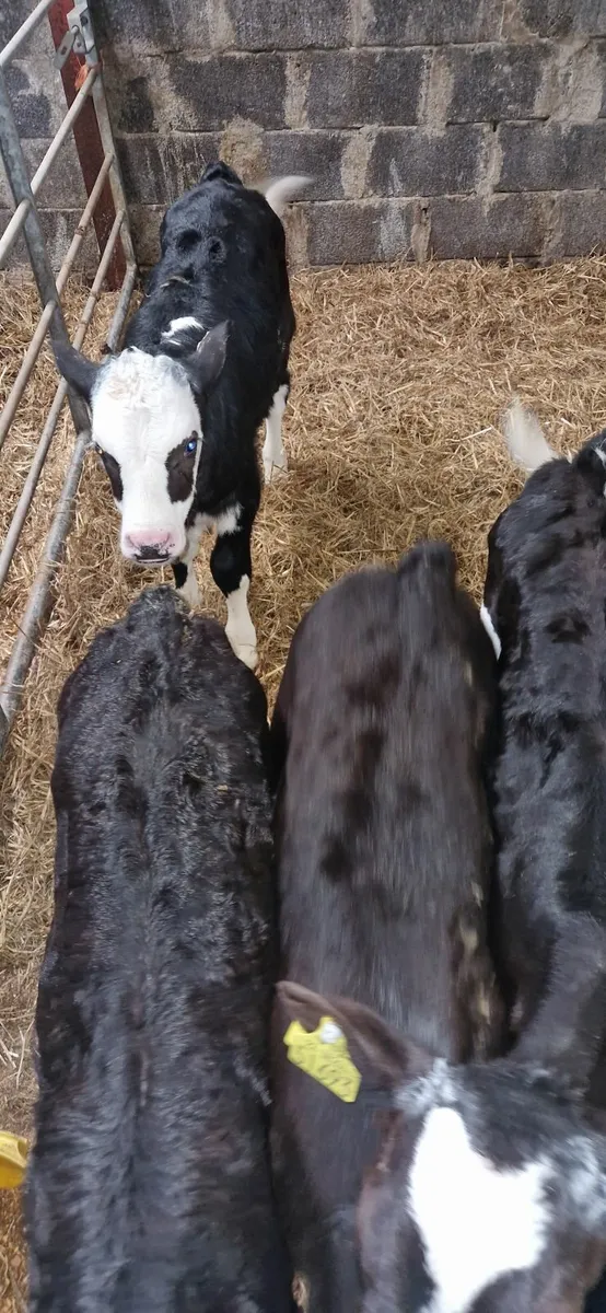 Angus and hereford calves for sale in Co. Sligo for €1,234 on DoneDeal